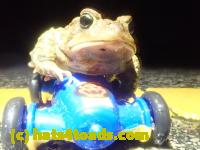 /home//u458753944/public_html/sourcegallery///////////////////////////////Roxborough Toad Detour/2023/2023-03-23/P3230612.JPG